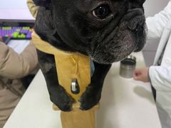 -西安京西宠物医院·瘫痪·疑难杂症