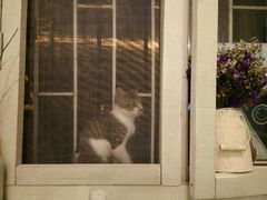 android_upload_pic-海边的猫和咖啡馆