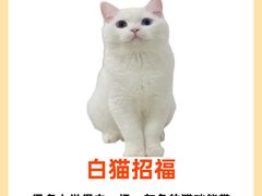 -守诺宠物医院·眼科· 特色牙科·异宠专科(虹口店)