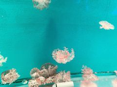 -福州罗源湾海洋世界旅游区