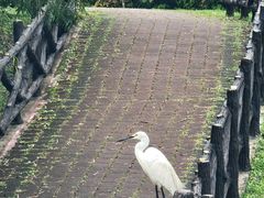 -槟城植物园