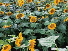 -长春公园(普阳街道)