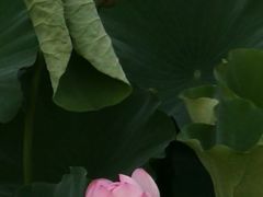 -荆川公园