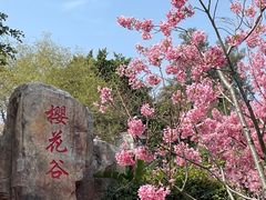 -狐尾山公园