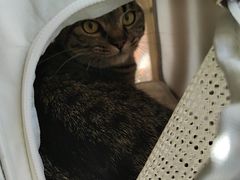 -艾贝尔宠物医院 ·内科全科(梁溪路店)