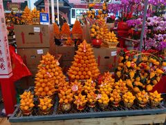 -越秀西湖花市(广州城市广场花卉店)