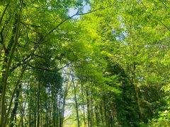 -桤木河湿地公园