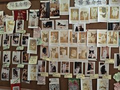 -是阿柴呀！柴犬咖啡·爱喵喵猫咖