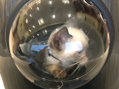 -艾贝尔宠物医院·狂犬免疫点(江山金象城店)
