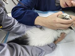 -贝康宠物医院·犬猫全科·小动物特色诊疗中心(东环路店)