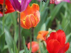 -长春公园(普阳街道)