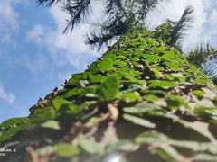 -中国科学院华南植物园