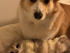 -荔康动物医院(康王北路店)