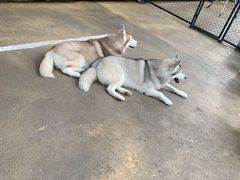 -TrueLove @ Neverland (Husky Cafe)