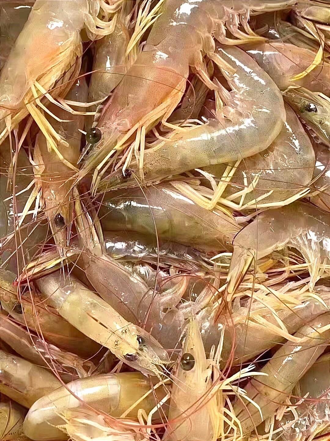 科普:潮汕白刺虾是什么虾?