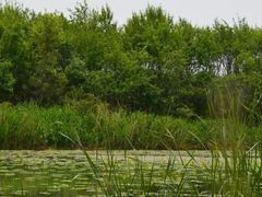 -丁香湖公园
