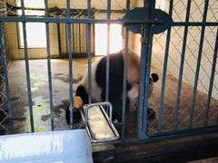 -都江堰中华大熊猫苑