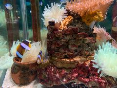 -太平洋海底世界