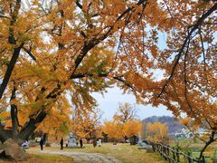 -千年银杏谷文化旅游区