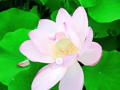 -陈家山荷花公园