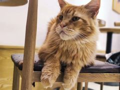 -Heymao猫咖.咖啡厅(东门店)