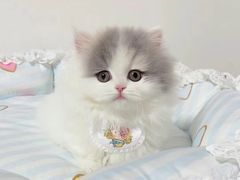 -欣宠猫屋·矮脚拿破仑·蓝金金渐层