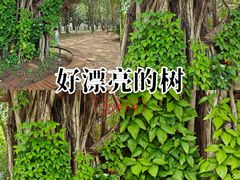 -华侨公园
