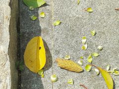 -广州白江湖森林公园