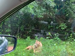 -海南热带野生动植物园
