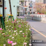 顺德大良 | 顺德特色早茶 