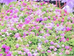 -上海滨江森林公园