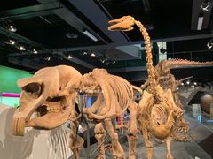-墨尔本博物馆(Melbourne Museum)