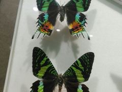 -上海昆虫博物馆