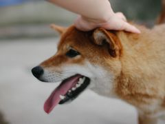 -柴犬高等学院·狗咖·柴犬售卖·宠物训练