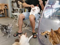 -猫亿天猫咖