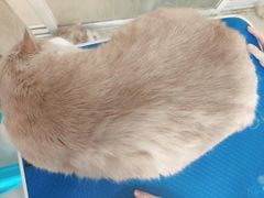 -福懋动物医院·犬猫全科·外科·重症科(杏林分院)