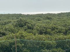 -北海金海湾红树林生态旅游区