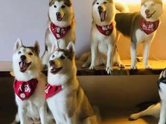 -Husky Go! 哈士奇体验馆·宠物咖啡厅狗咖