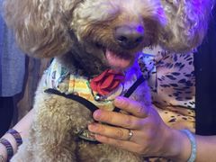 -严国平动物医院(德政总院)