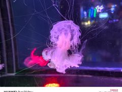 -太平洋海底世界