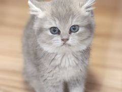 -猫十亿·布偶金渐层·曼基康矮脚猫舍(青年路店)