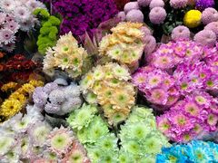 -双季花艺园艺市场(浦东店)