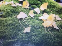 -医王山·飞騨国分寺