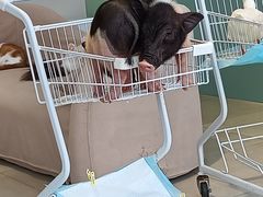 -怪兽屋·羊驼·猫咖·狗咖(俊华广场店)