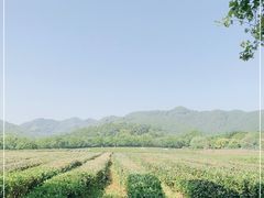 -中国茶叶博物馆(双峰馆区)