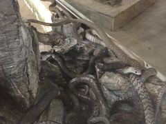 -荔城生鲜盛宴(番禺旗舰店)