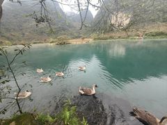 -靖西鹅泉风景区