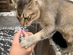 -喵屿·大理花园猫咖