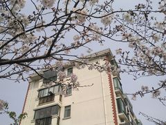 -高东镇樱花园