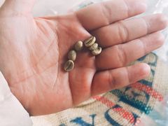 -sugarman espresso素饮糖人高新咖啡工厂